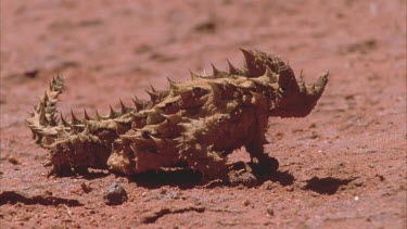 Thorny devil lizard on sand dune