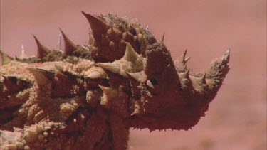 Thorny devil lizard on sand dune