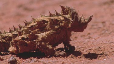 Thorny devil lizard on sand dune breathing