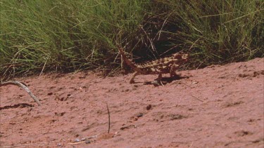 Thorny devil lizard on sand then walks off into spinifex