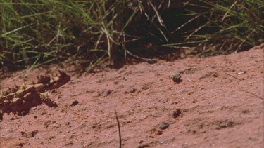 Thorny devil lizard on sand then walks off into spinifex