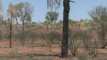 Tilt down blackened burnt desert oak after fire undergrowth denuded