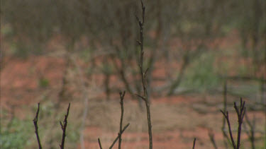 Tilt down blackened burnt Grevillea or Hakea ? after fire undergrowth denuded