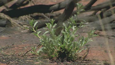 new green sprouts after fire undergrowth denuded