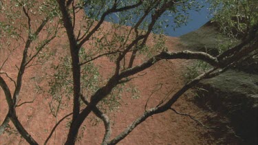 pan around the reaching arms of Coolabah ? Tree