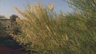 white flowering Hakea pan from bush to flower