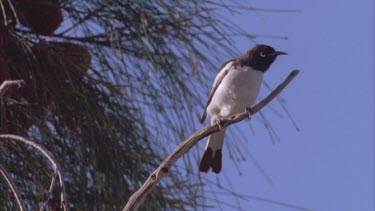 pee wee perched on desert oak branch