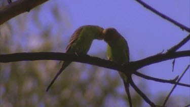2 budgerigars sit on branch preening and cleaning each other