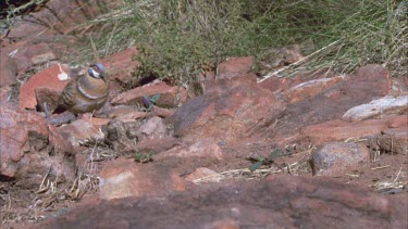 short shot of spinifex pigeon walking along rocks