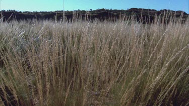 track through grass seed heads