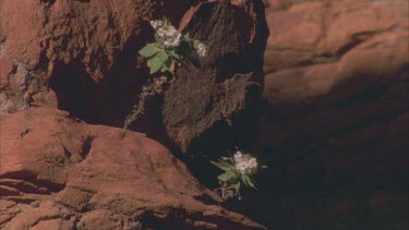 white bunchy top flowers sprout from blackened tree trunk