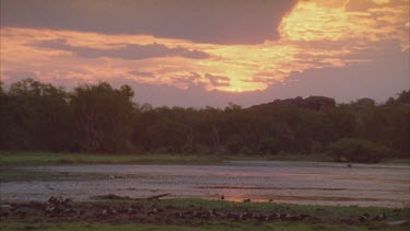 flooded plain wetland scene with water birds and dramatic sunset