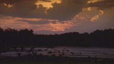Magpie Geese take off slow motionacross flooded plain wetland scene with water birds and dramatic sunset