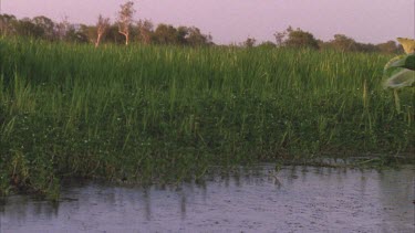 tracking through river system and into a tract of giant red water lilies