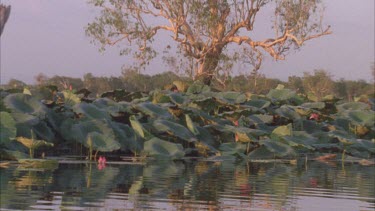 tracking through river system and giant red water lilies some Paper bark trees in background