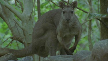 kangaroo looking at camera in dense scrub