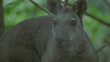 kangaroo looking at camera in dense scrub then bounds out of shot