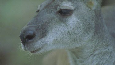 kangaroo scratching in different postures in pouch and on back and paws and under arm