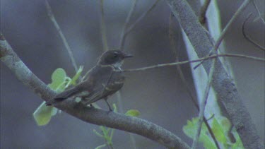 juvenile. Flycatcher