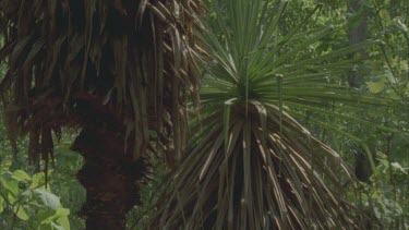 pan from pandanus tree to frilled lizard on pandanus trunk with frill down