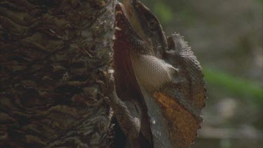 lizard with mouth partly open and frill slightly up