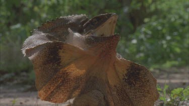 lizard with mouth open and frill up while on ground back lit