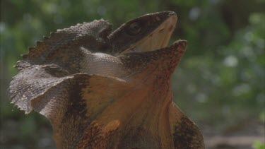 lizard with mouth open and frill up while on ground back lit