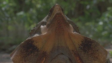 lizard with mouth open and frill up while on ground back lit