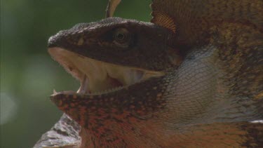 lizard with mouth open and frill up while on ground back lit