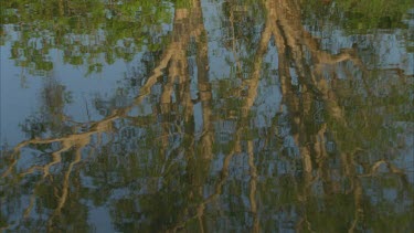 reflections of water on the underneath of paper bark tree trunk **