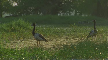Magpie Geese in front of flooded plain wetland scene