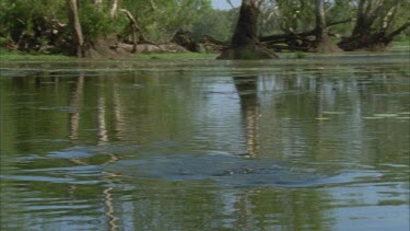 swirl of water perhaps large fish or turtle submerging water lilies on surface behind