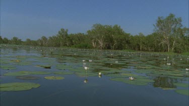 tracking through water lilies and reflections on surface some horizon and paper bark trees in background