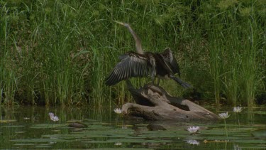 darter sits on dead branch at water level drying its wings which are outstretched then flies off