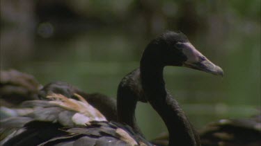 Magpie Geese on edge of river resting eyes closed