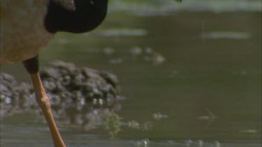 Magpie Geese on edge of river preening