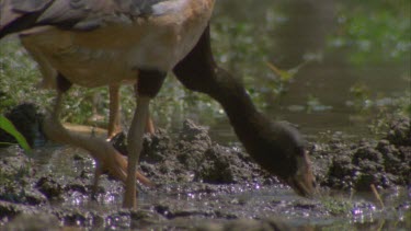 Magpie Goose on edge of river drinking shakes its head preens and lifts head for a portrait of 3 heads in row **