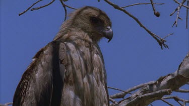 Juvenile ? Sits on dead branch and preens