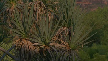 tilt up Pandanus tree