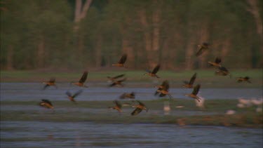 flock of whistle ducks fly past rock escarpment and land at waters edge