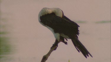 little pied cormorant perched very high on top of dead tree preens