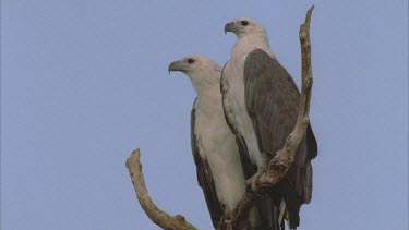 a pair of very regal looking sea eagles perched on dead branch side by side *