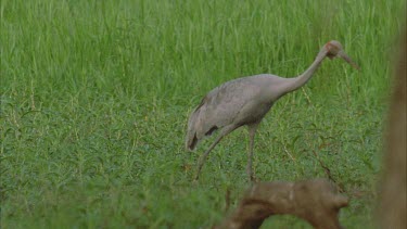 brolgas walk through the long grass looking for prey