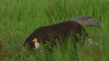 brolgas feeding with a feral pig in the foreground digging up mud