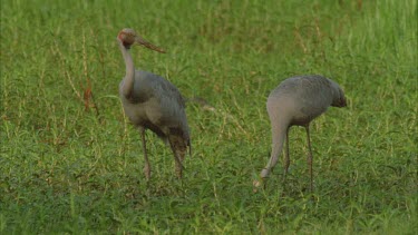 2 brolgas feeding among wetland reeds and grasses