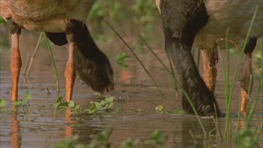 two Magpie Goose on edge of river feeding in mud ** bring head up all muddy and then washes it off in water and feeds again **