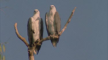 a pair of very regal looking sea eagles perched on dead branch side by side * could cut in with any environment