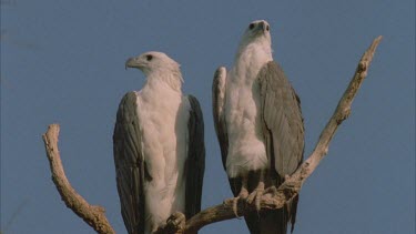 a pair of very regal looking sea eagles perched on dead branch side by side * could cut in with any environment