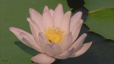 bees and other insects feeding on pollen or nectar within water lily flower