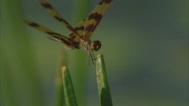 dragonfly perched on the tips of reeds with water lilies below **